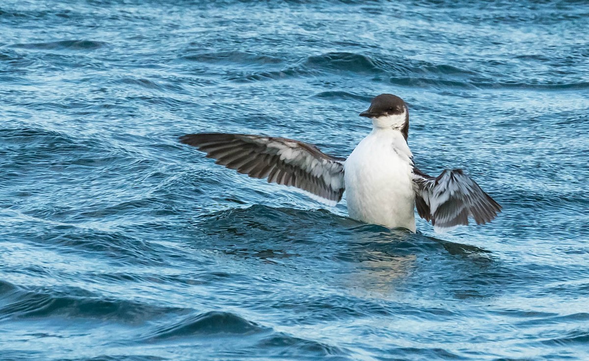 Thick-billed Murre - ML114018521