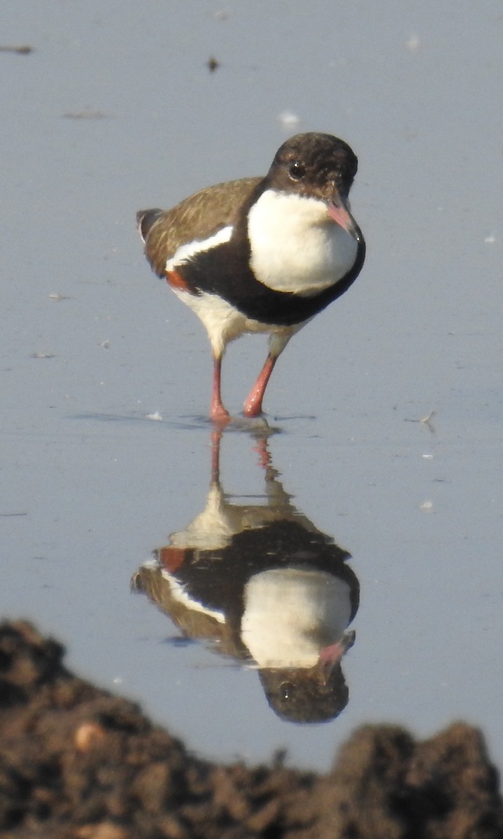 Red-kneed Dotterel - ML114018661