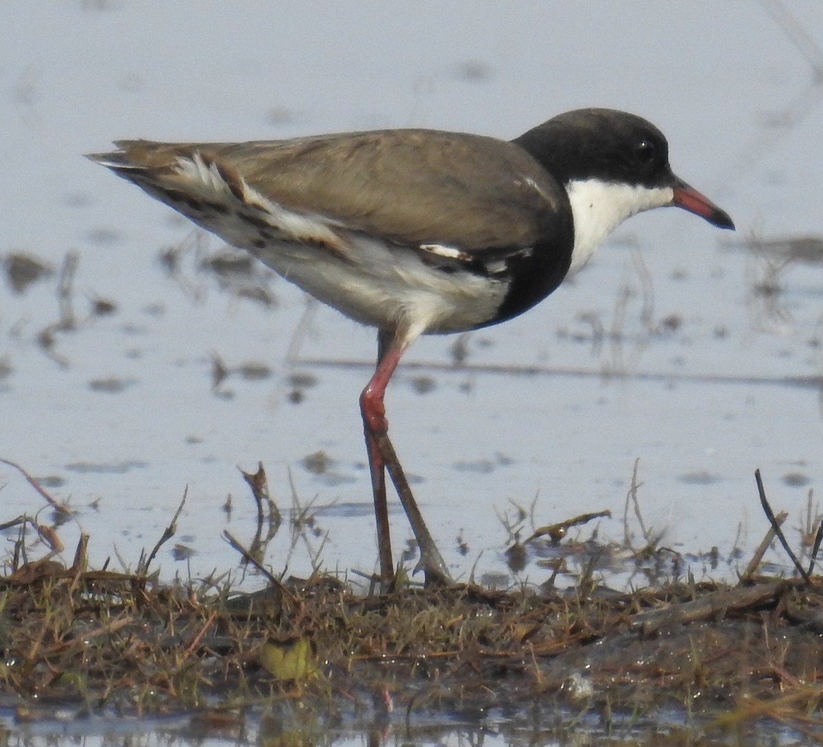 Red-kneed Dotterel - ML114018671