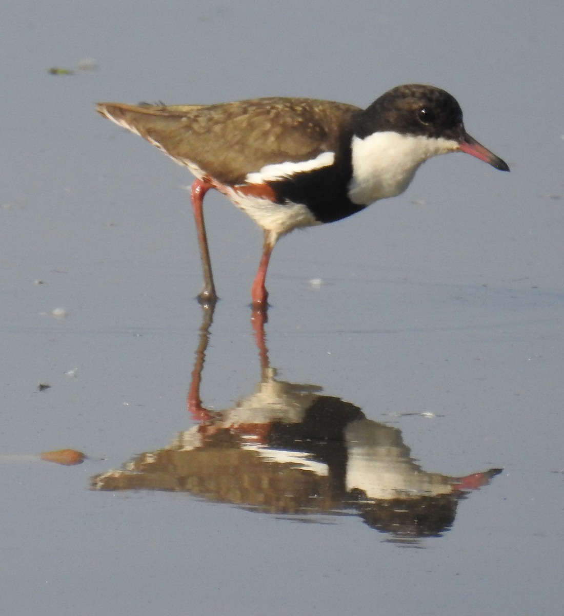 Red-kneed Dotterel - ML114018711