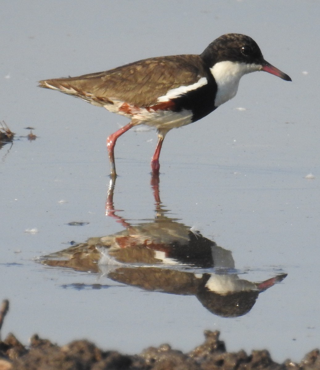 Red-kneed Dotterel - ML114018721