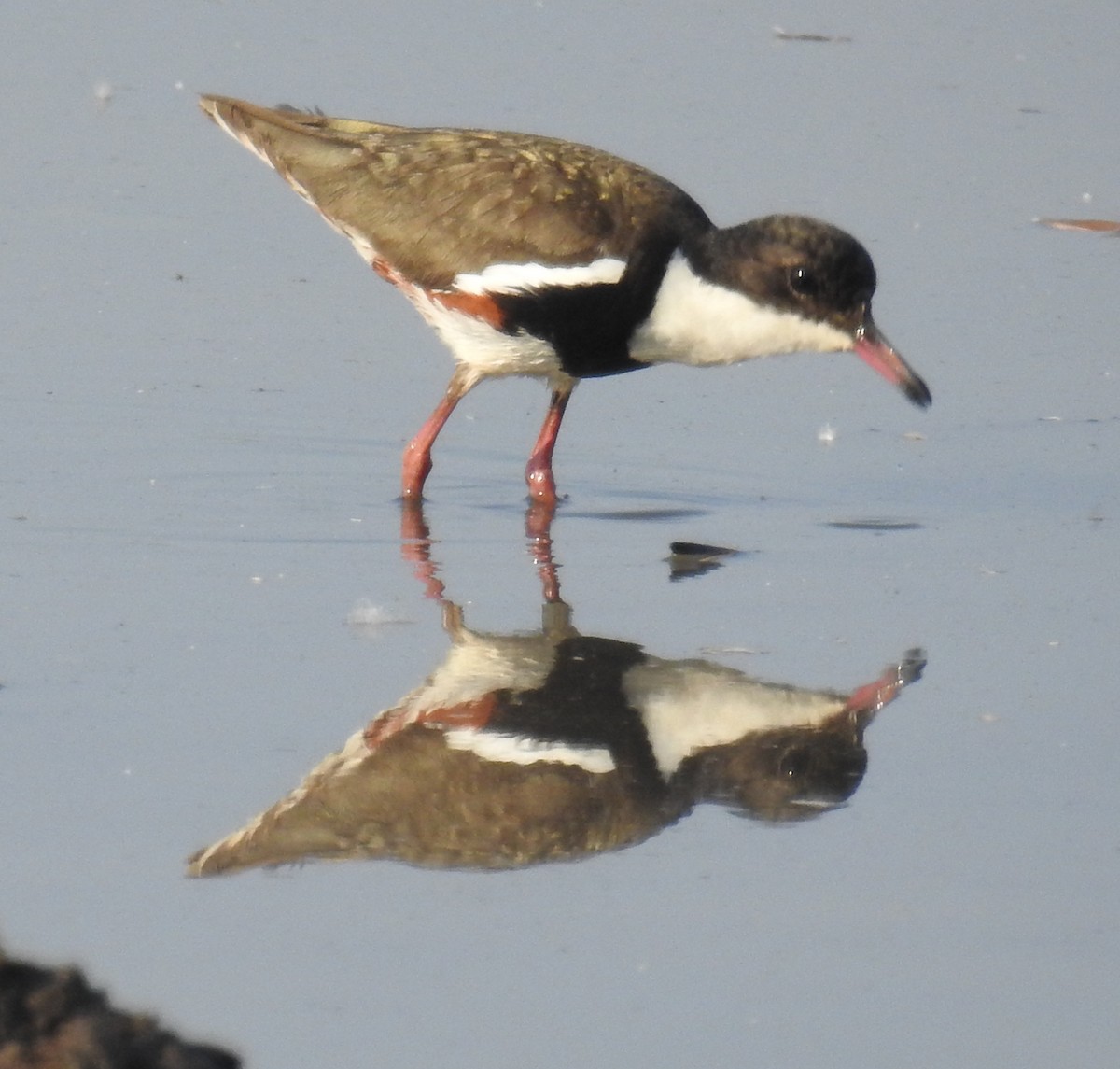 Red-kneed Dotterel - ML114018741