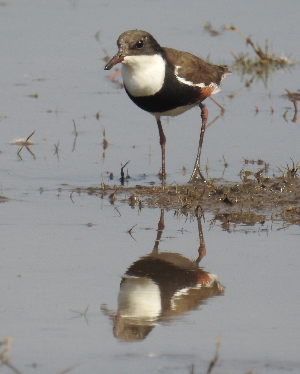 Red-kneed Dotterel - ML114018751