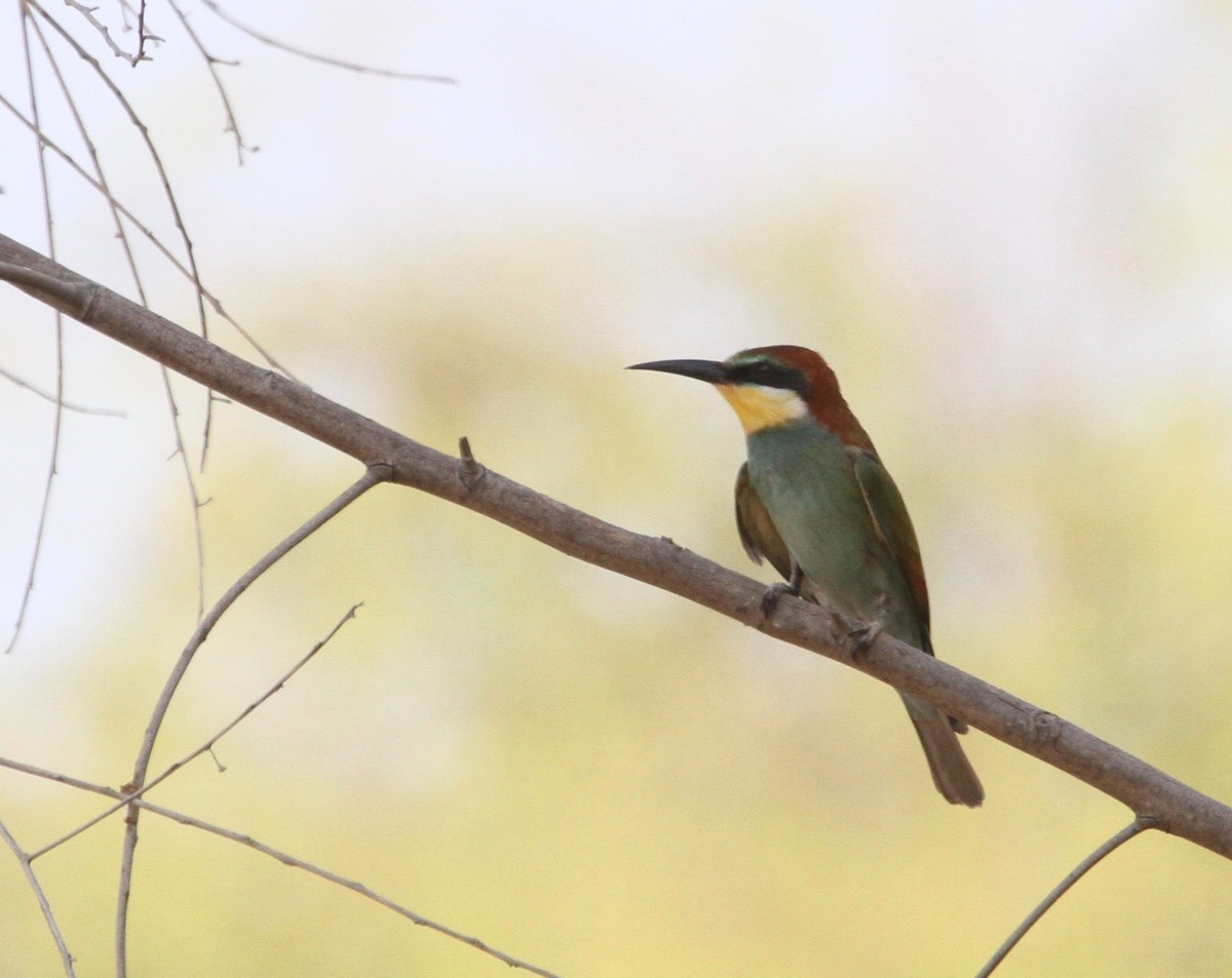 European Bee-eater - Simon Lloyd