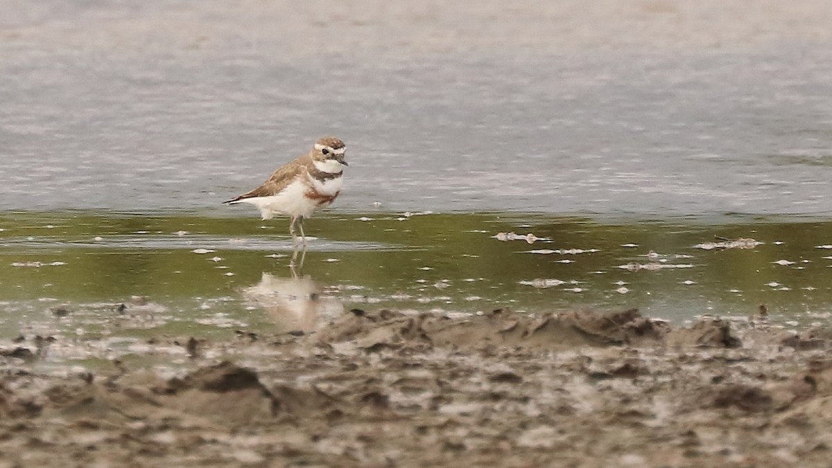 Double-banded Plover - ML114021861