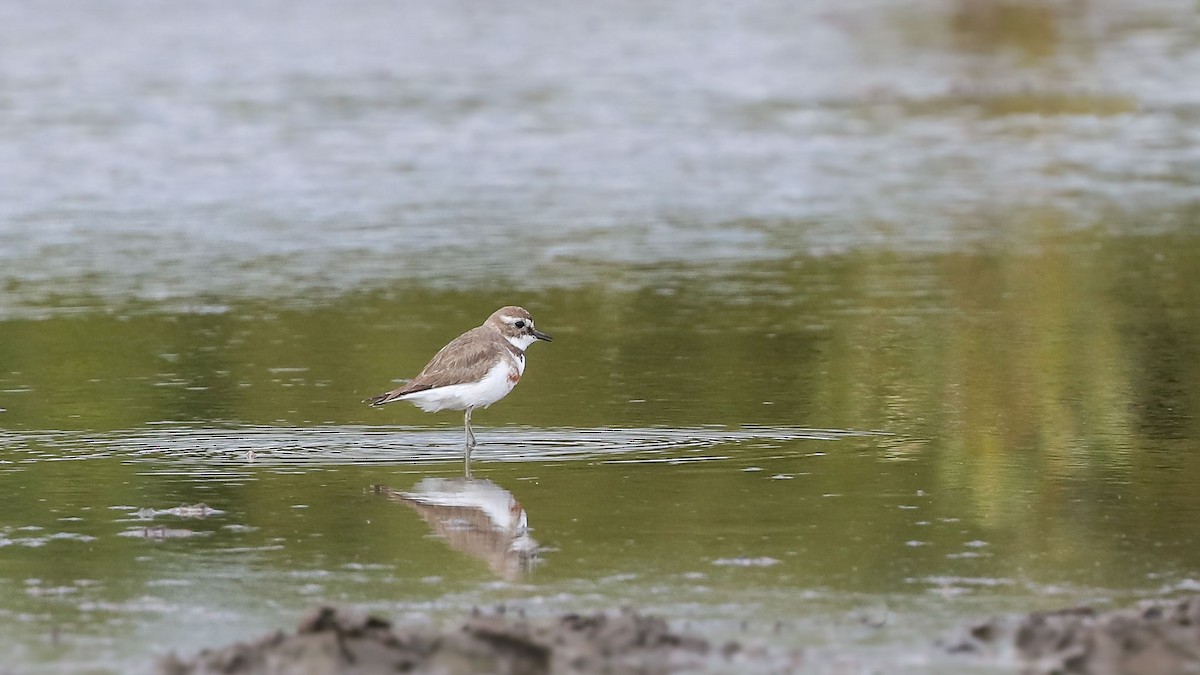 Double-banded Plover - ML114022541