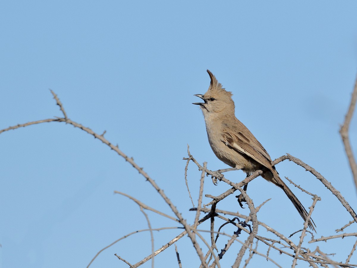 Chiming Wedgebill - Leslie George