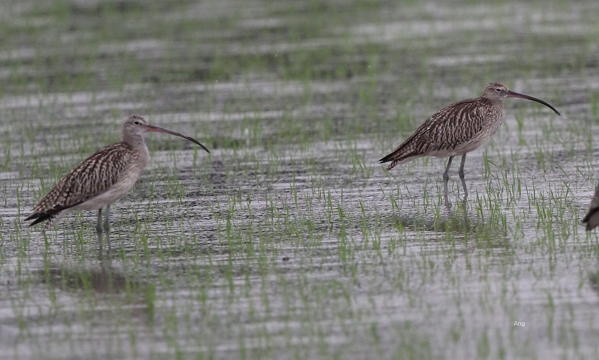 Eurasian Curlew - Ang TH