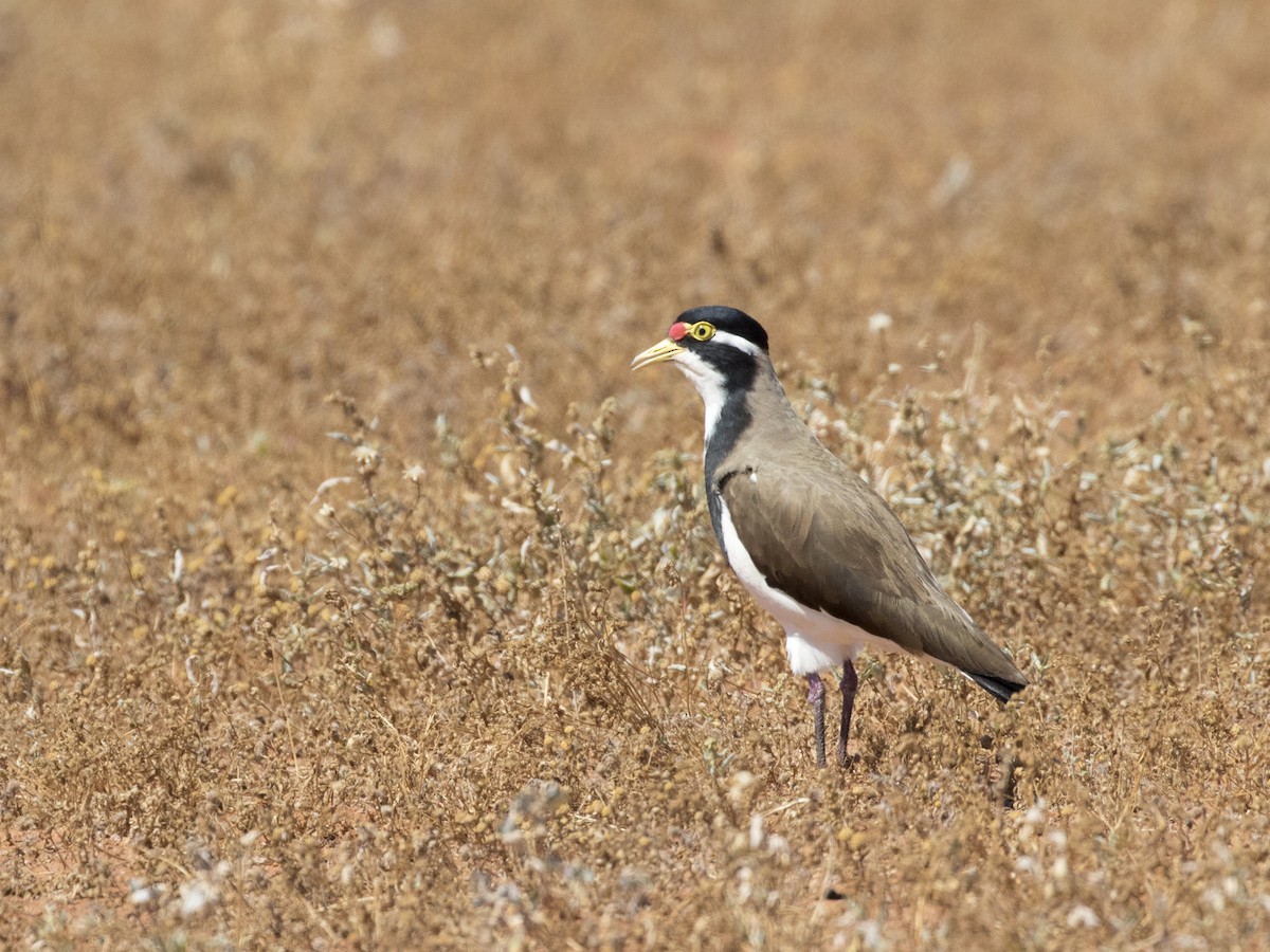 Banded Lapwing - ML114024361
