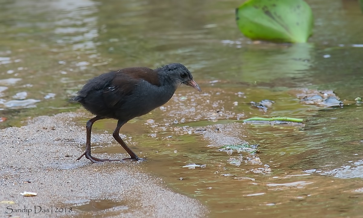 Black-tailed Crake - Sandip Das