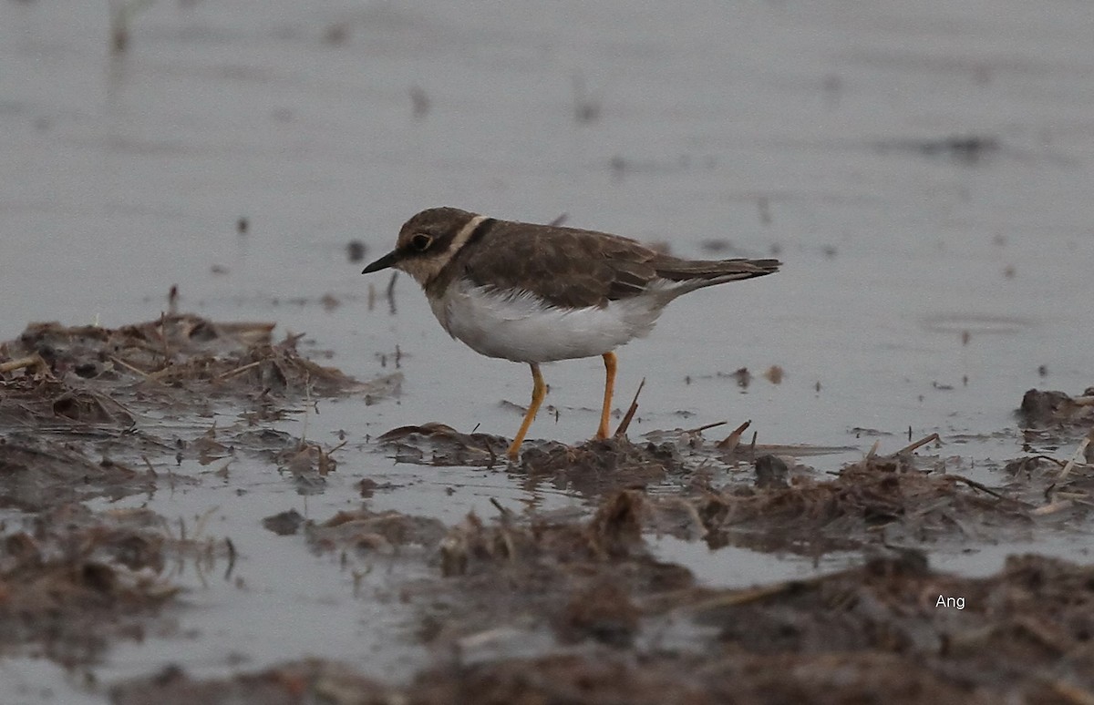Little Ringed Plover - Ang TH