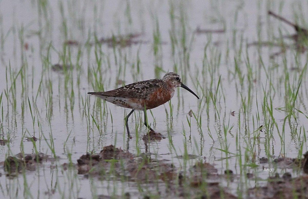 Curlew Sandpiper - Ang TH