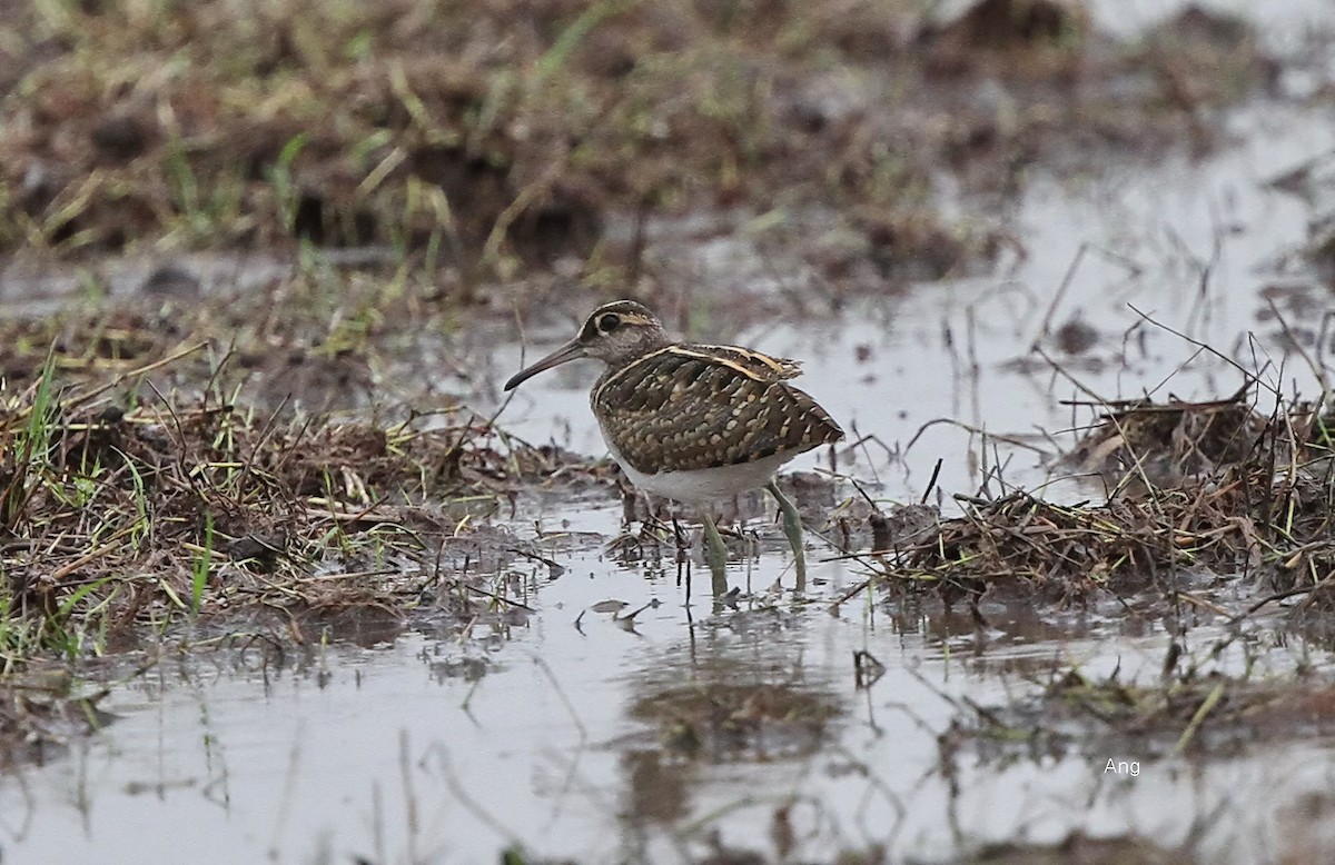 Greater Painted-Snipe - ML114025661