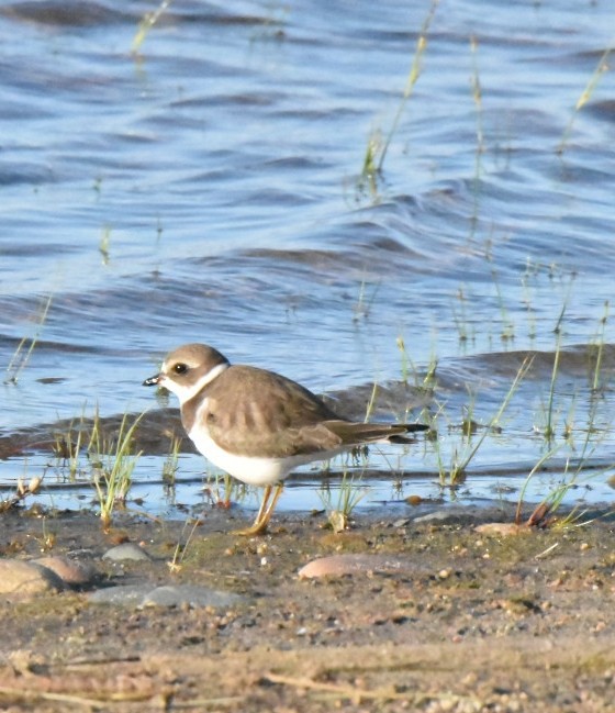 Semipalmated Plover - Jim Leitch