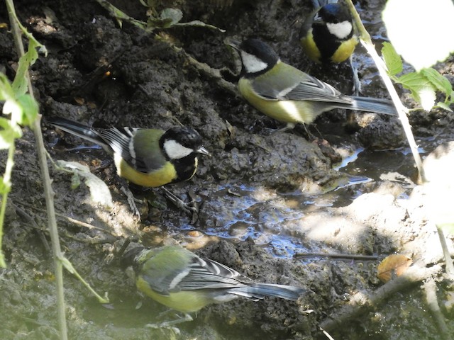 Group of birds drinking (subspecies <em class="SciName notranslate">blanfordi</em>). - Great Tit - 