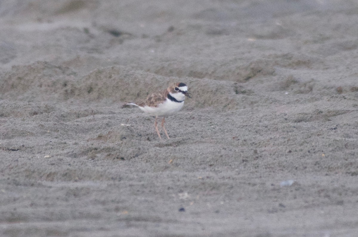 Collared Plover - ML114031561