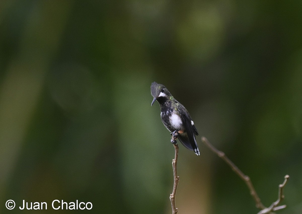 Wire-crested Thorntail - ML114031811