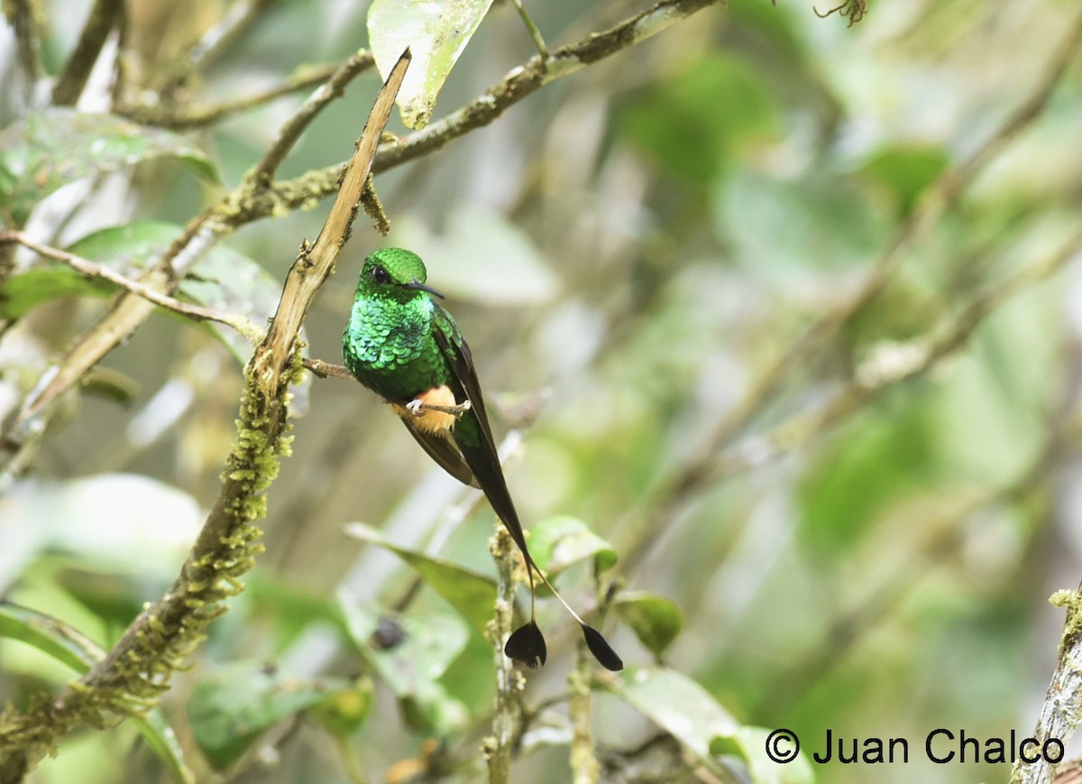 Rufous-booted Racket-tail - ML114031901