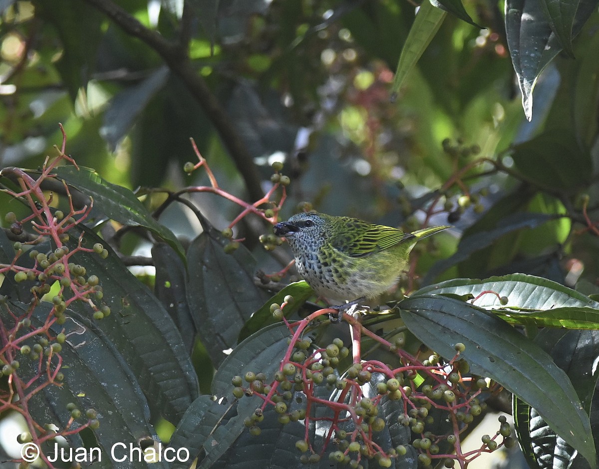 Spotted Tanager - ML114032301
