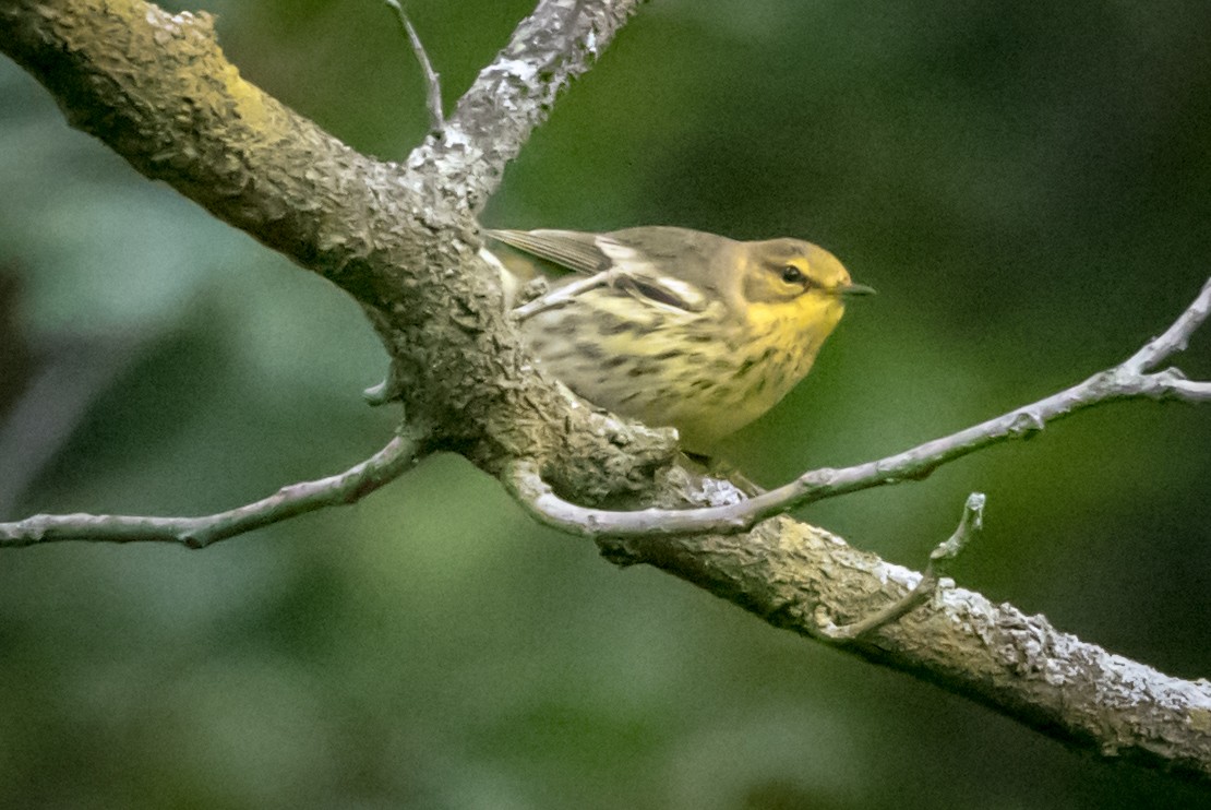 Cape May Warbler - ML114032511