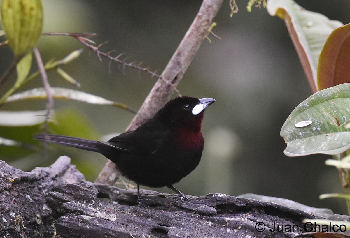 Silver-beaked Tanager - ML114032661