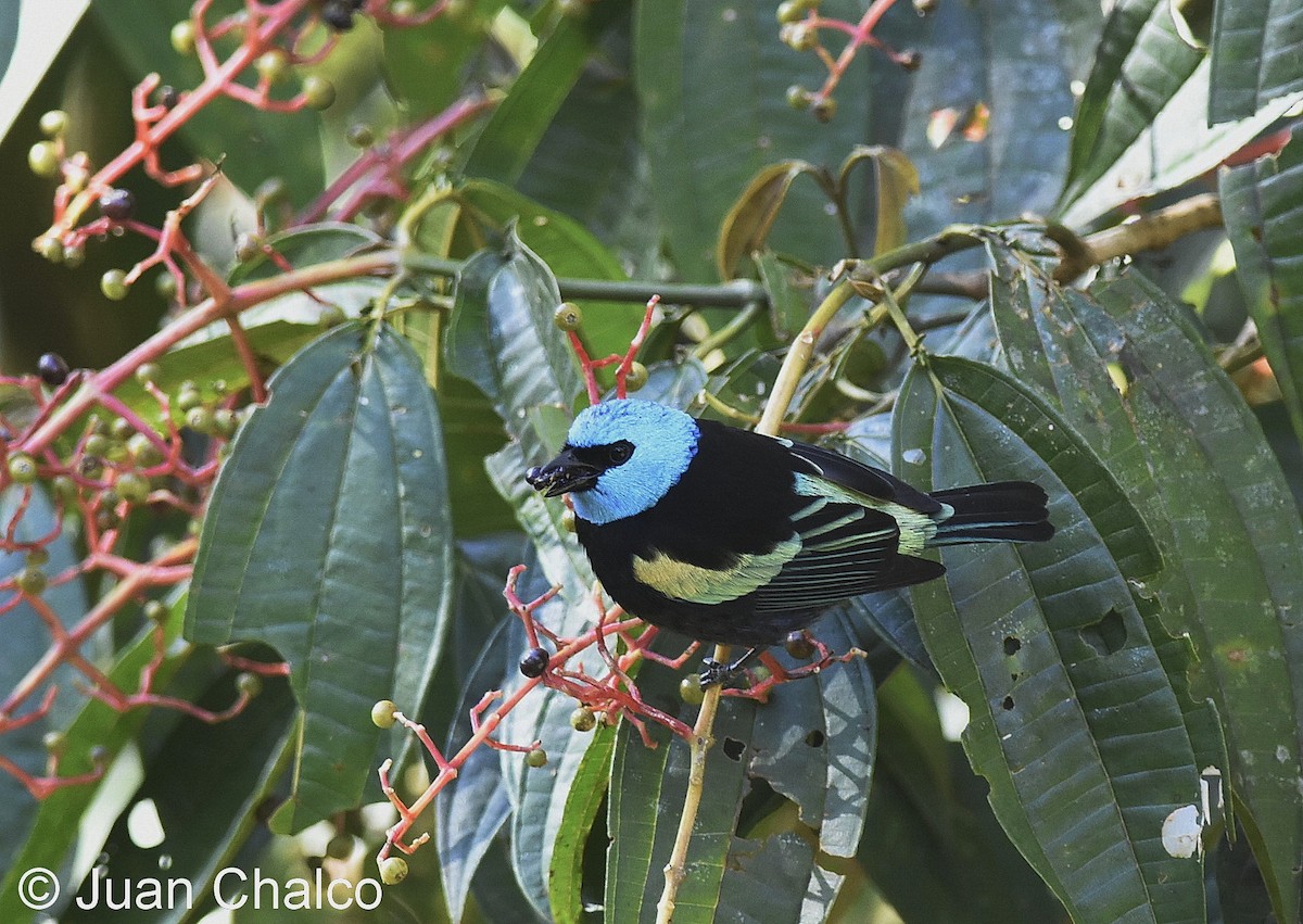 Blue-necked Tanager - ML114032891