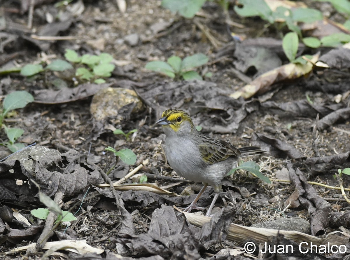 Yellow-browed Sparrow - Juan José Chalco Luna
