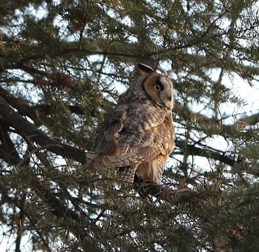 Long-eared Owl - ML114033161