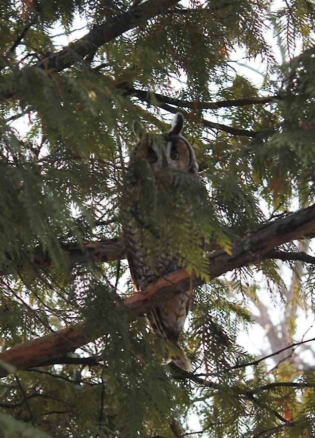 Long-eared Owl - ML114033181