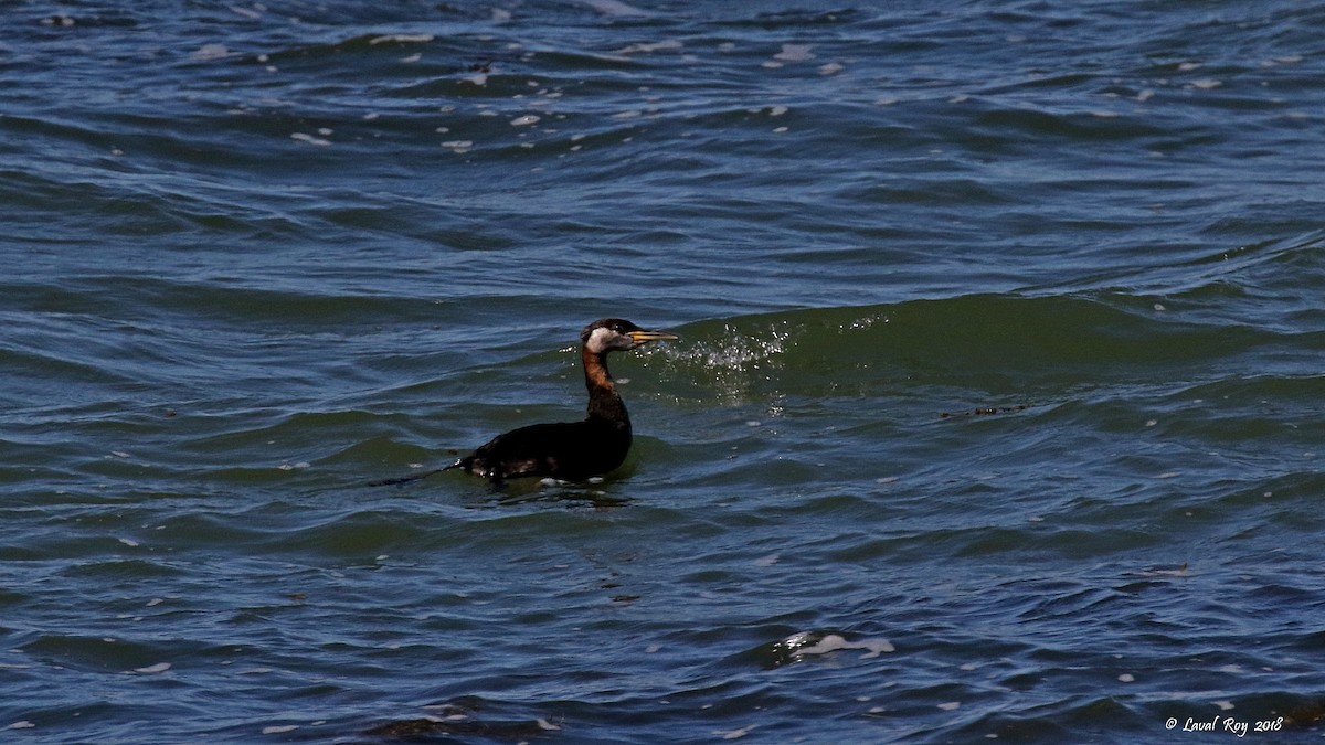 Red-necked Grebe - ML114033901