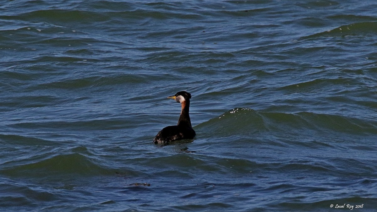 Red-necked Grebe - ML114033911