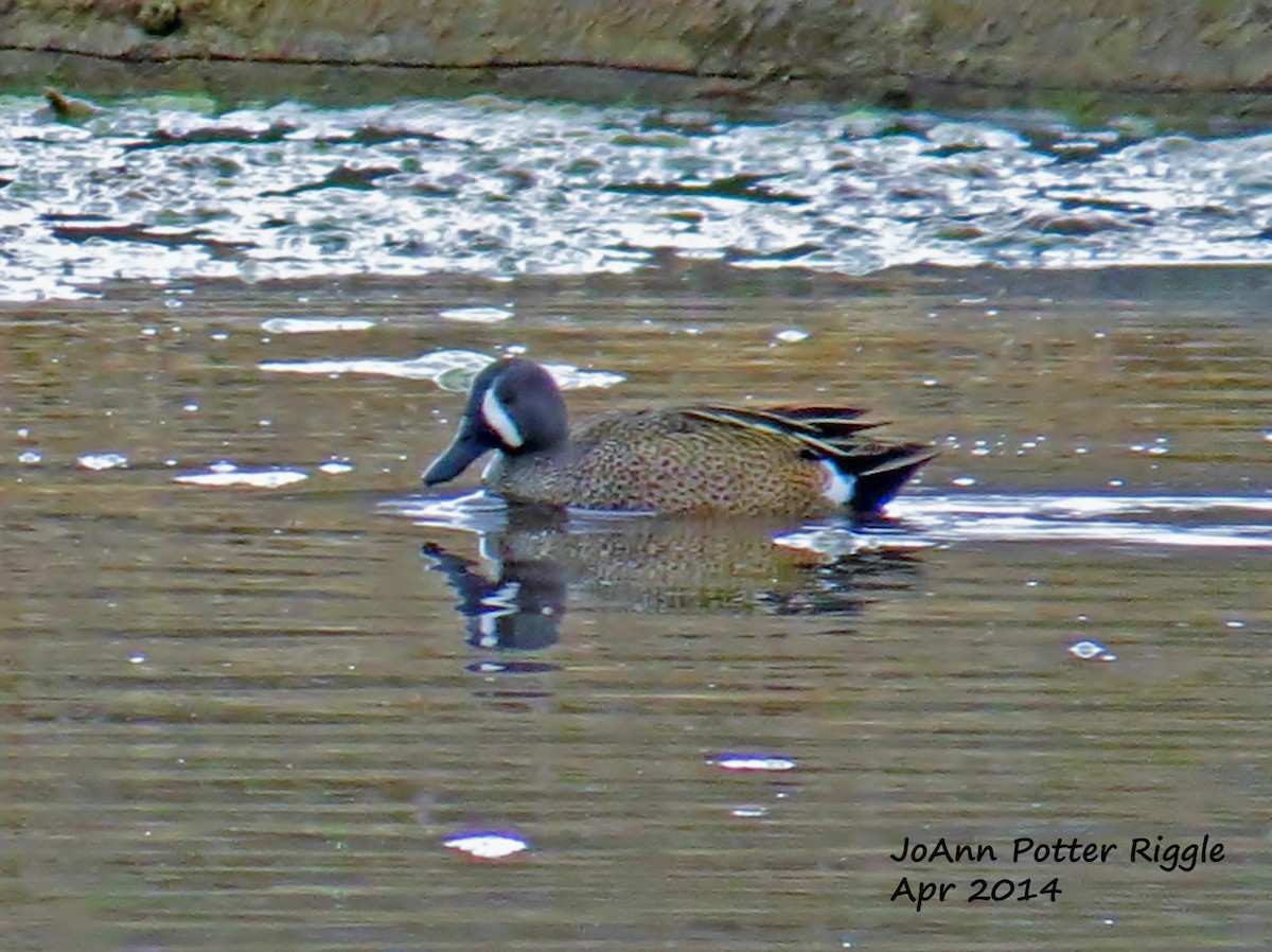 Blue-winged Teal - ML114034321