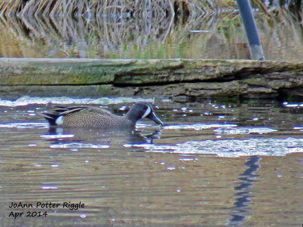 Blue-winged Teal - ML114034361