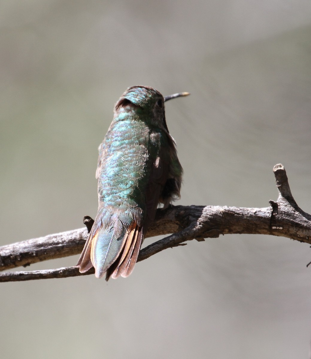 Broad-tailed Hummingbird - ML114036851