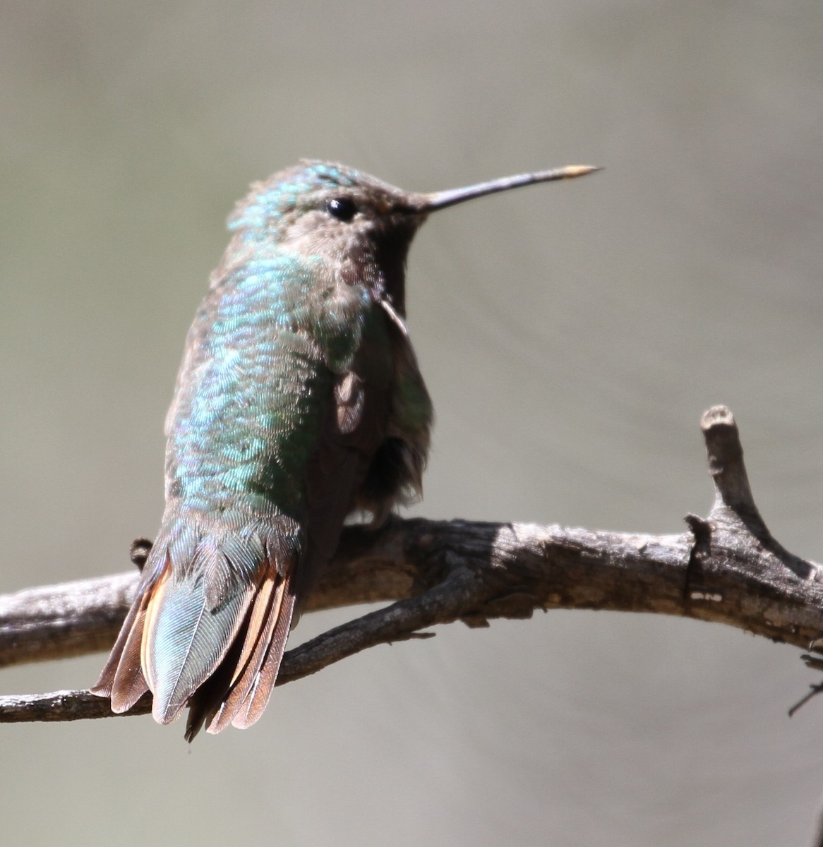 Broad-tailed Hummingbird - ML114036891