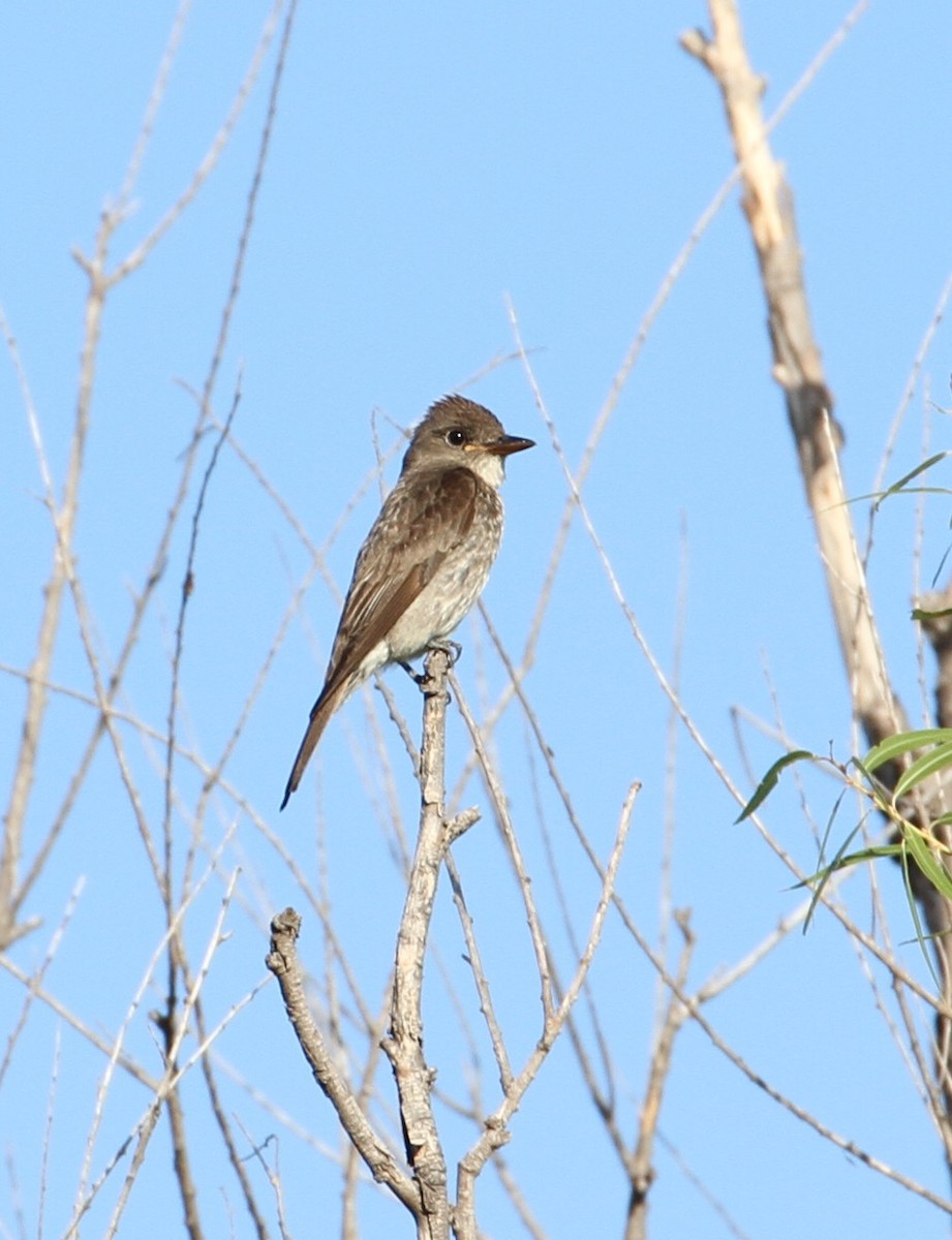 Olive-sided Flycatcher - Don Coons