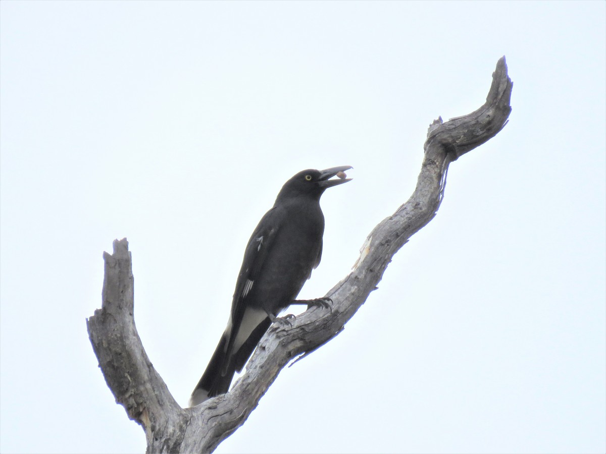 Pied Currawong - ML114037491