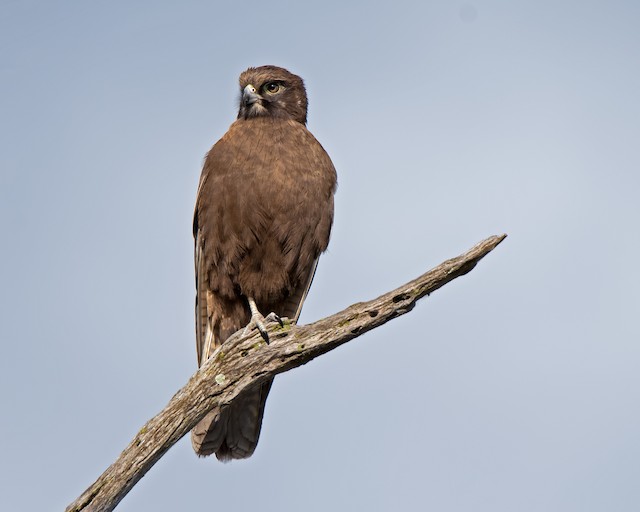 Possible confusion species: Brown Falcon (<em class="SciName notranslate">Falco berigora</em>). - Brown Falcon - 
