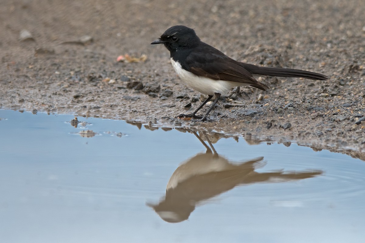 Willie-wagtail - ML114037821