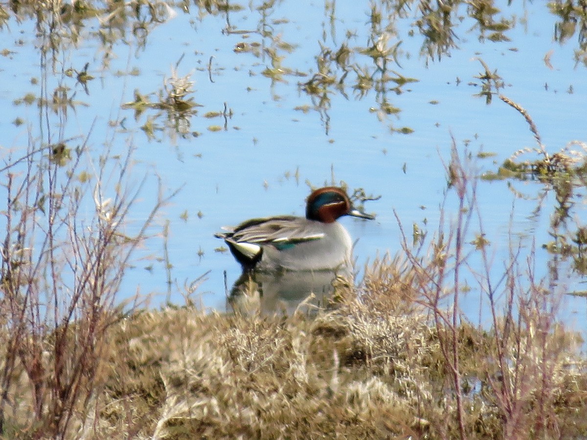 Green-winged Teal - ML114039391