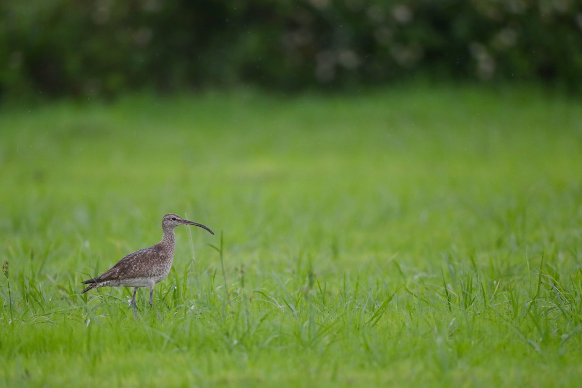 Whimbrel - Ting-Wei (廷維) HUNG (洪)