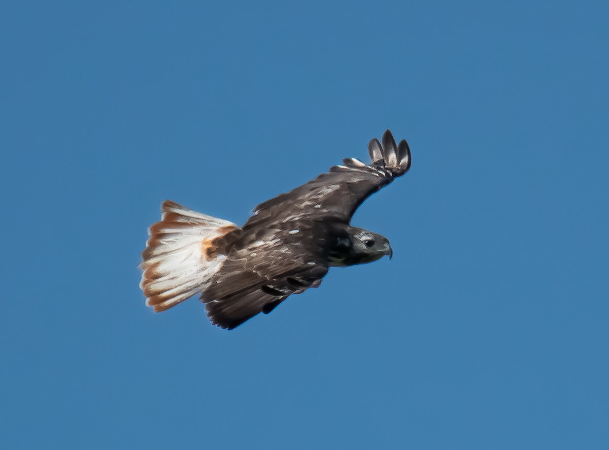 Red-tailed Hawk (Harlan's) - ML114043851