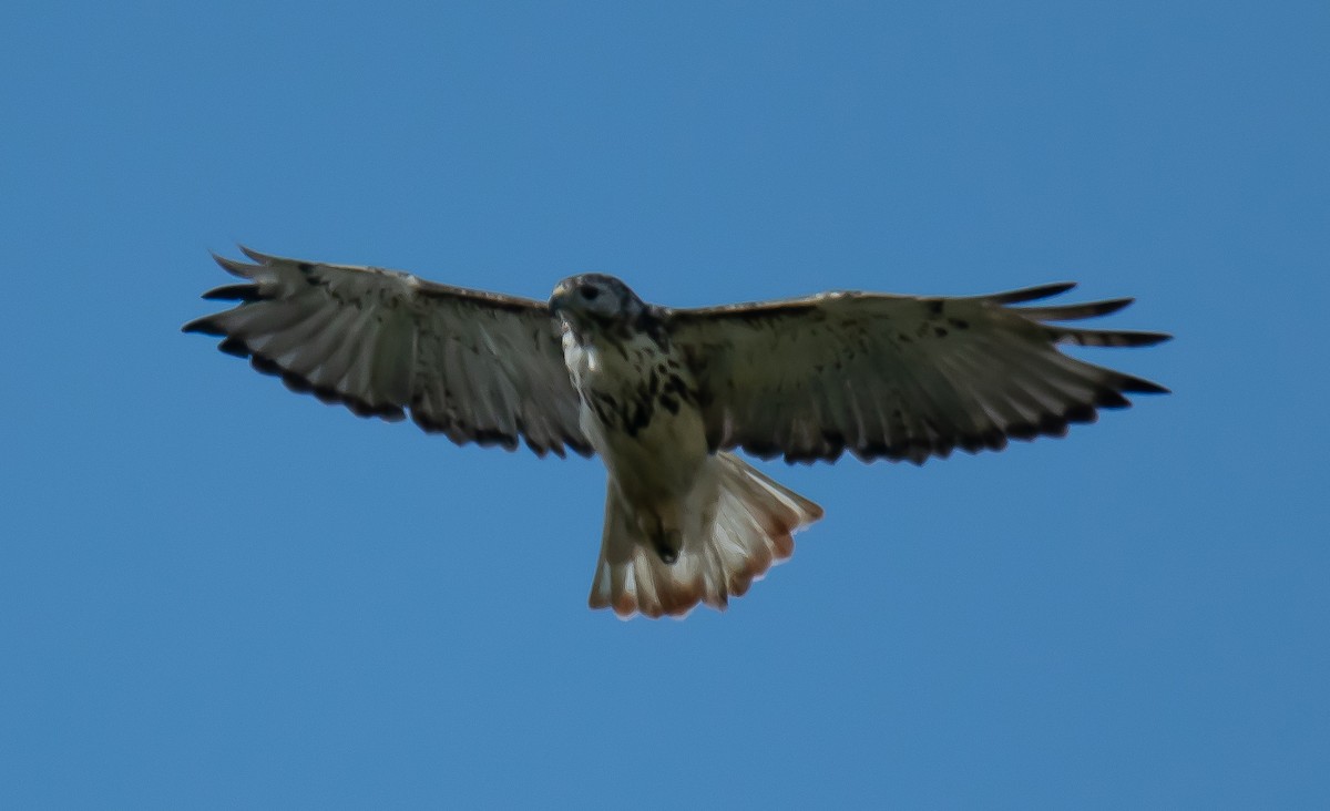Red-tailed Hawk (Harlan's) - ML114043871