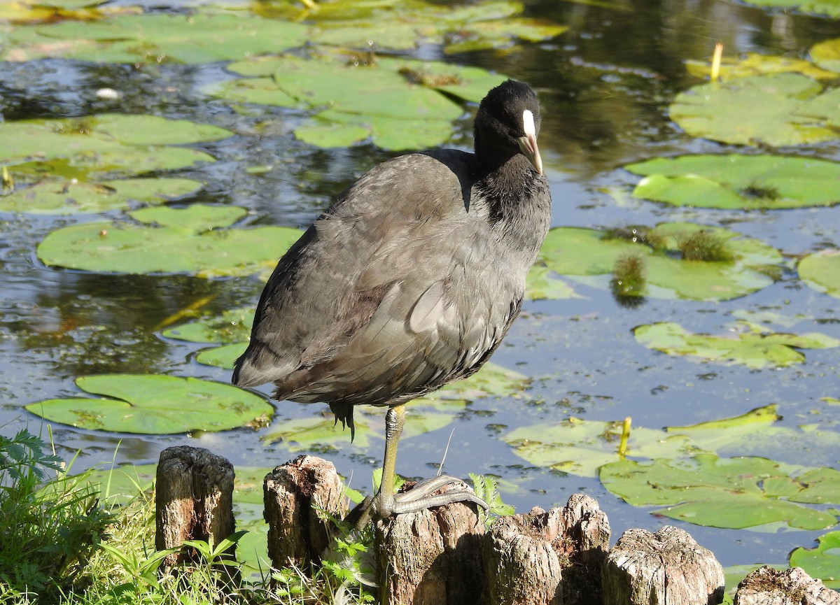 Eurasian Coot - Cathy Wennerth