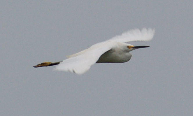 Snowy Egret - Robert Irwin