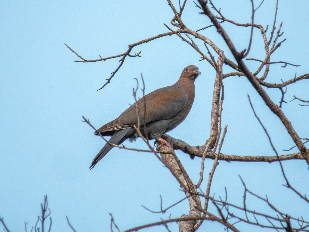 Red-billed Pigeon - Aquiles Brinco