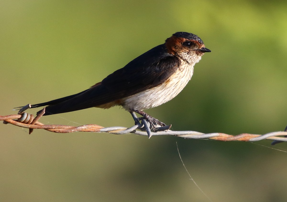 Red-rumped Swallow - ML114056951