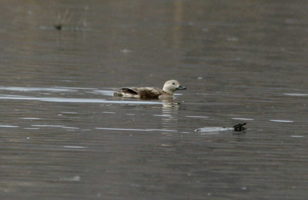 Long-tailed Duck - ML114061161