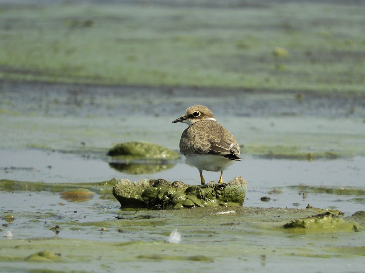 Little Ringed Plover - Lukas Zdražil