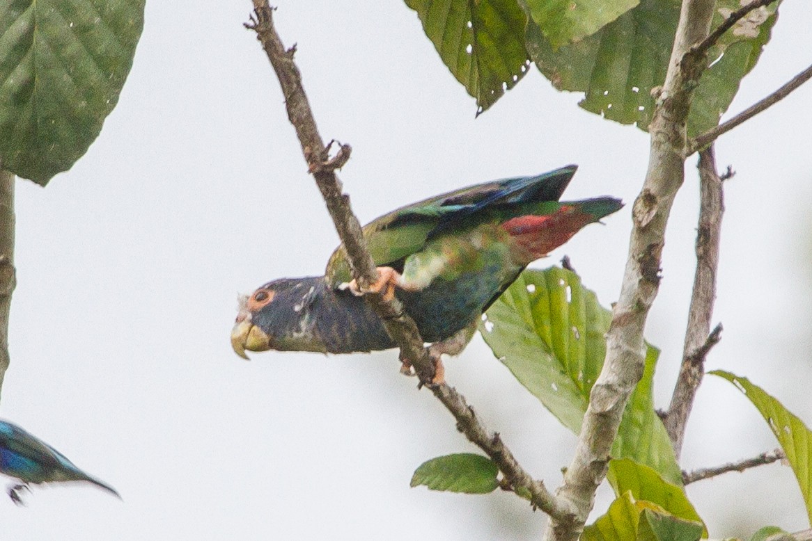 White-crowned Parrot - ML114061801